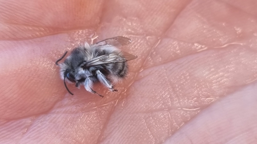 Anthophora cincreus