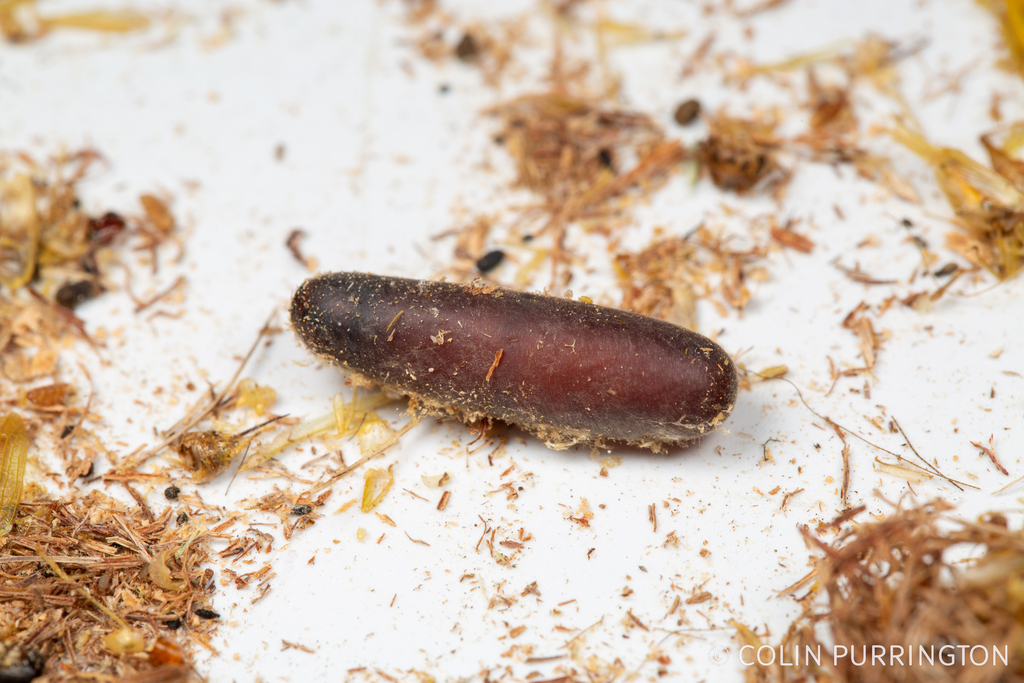 Grass-carrying Wasps from Swarthmore, PA 19081, USA on January 18, 2023 ...