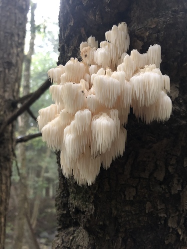 Bear's Head Tooth