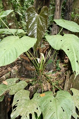 Anthurium formosum image