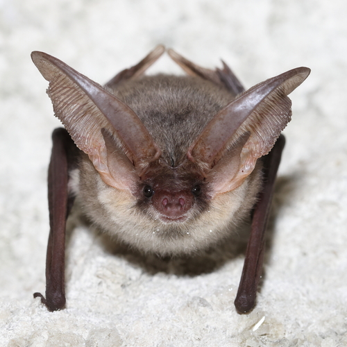 Grey Long-eared Bat
