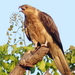 Whistling Kite - Photo (c) lenachow, all rights reserved, uploaded by lenachow