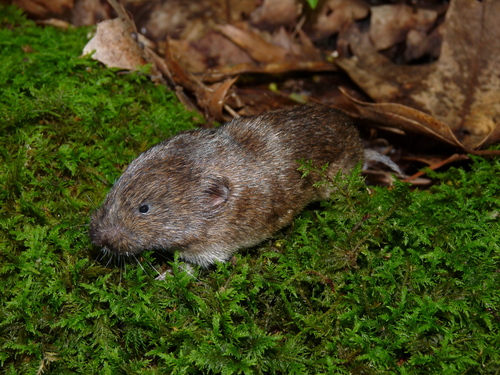 Southern Bog Lemming (Synaptomys cooperi) — Least Concern Mammalia