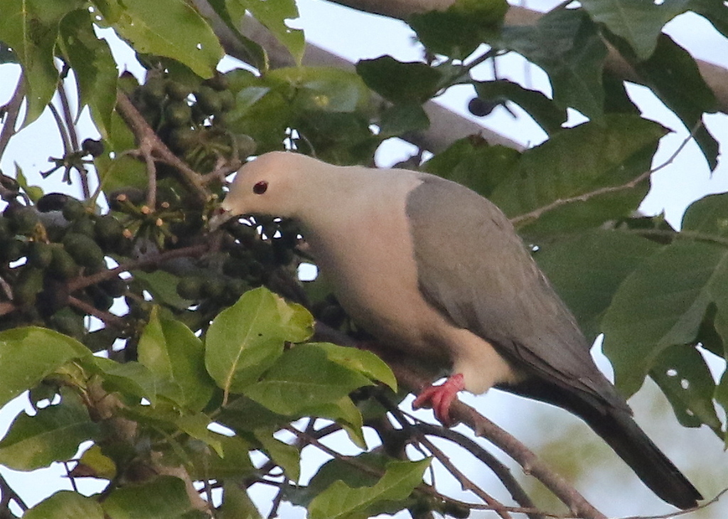 Pink-headed Imperial-Pigeon photo