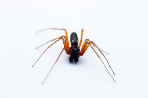 Sheetweb Spiders