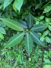 Costus laevis image