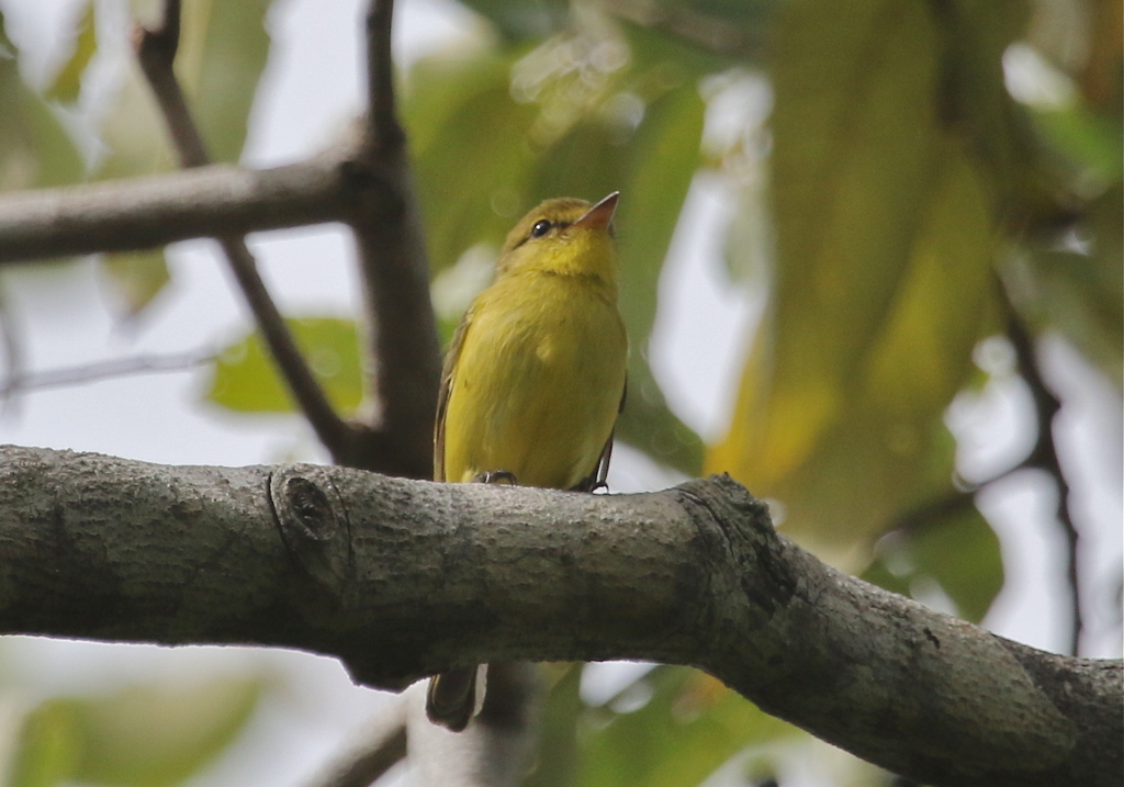 Golden-bellied Flyrobin (Microeca hemixantha) photo
