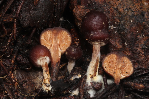 Setchelliogaster tenuipes