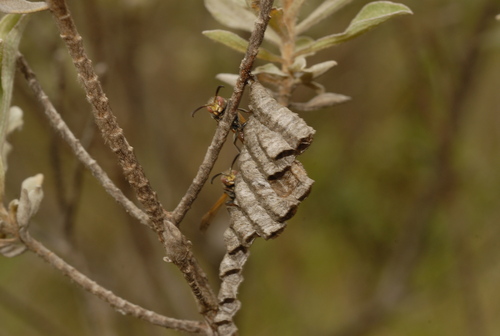 Ropalidia cincinnata
