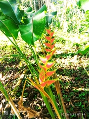 Heliconia wagneriana image