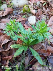 Eryngium foetidum image