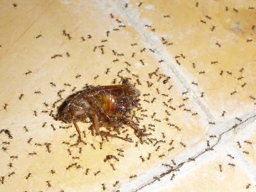 Pheidole sinaiticaPheidole sinaitica