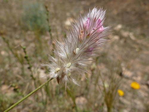 Ebenus pinnata