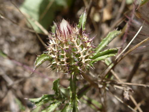Birdcage Thistle