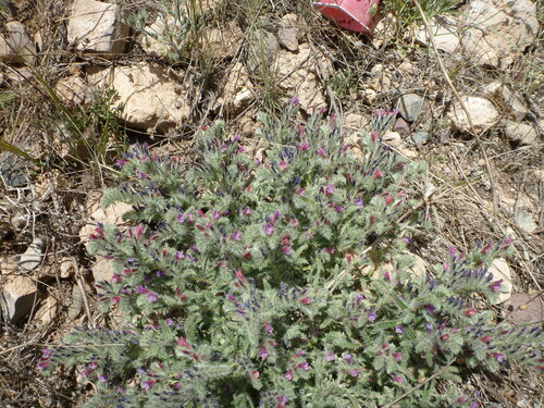 Echium humile
