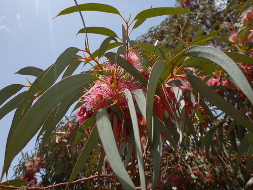Coral Gum
