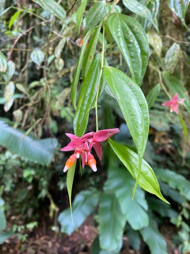 Cavendishia quereme image