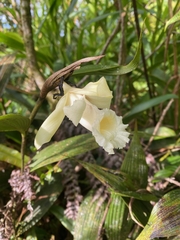 Sobralia macrophylla image