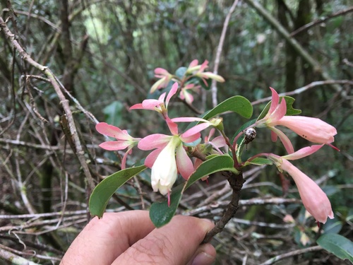 Razafimandimbisonia minor
