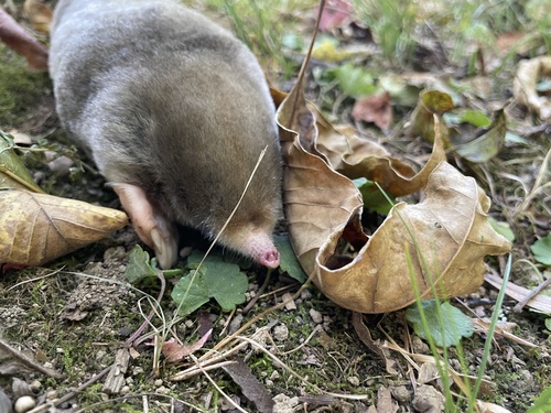 Eastern Mole