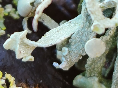 Sea Ivory