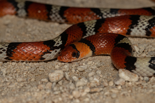 Scarletsnake