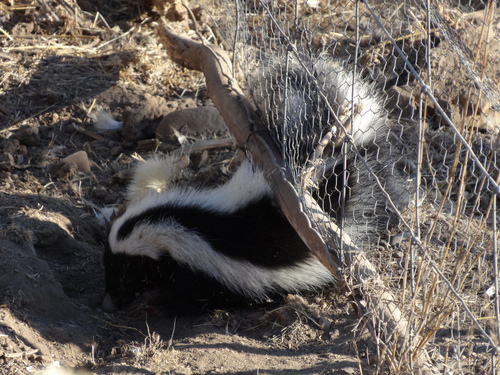Molina's Hog-nosed Skunk