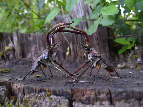 Chiasognathus grantii Stephens, 1831