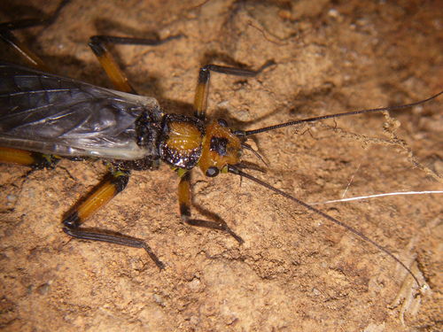 Pictetoperla
