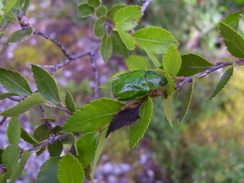 Brachysternus spectabilis