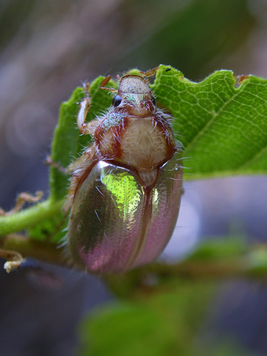 Phytholaema mutabilis