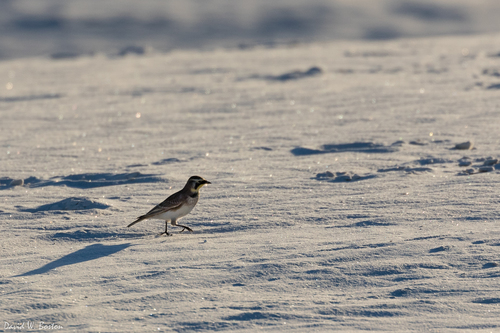 iNaturalist observation 2015-10-13