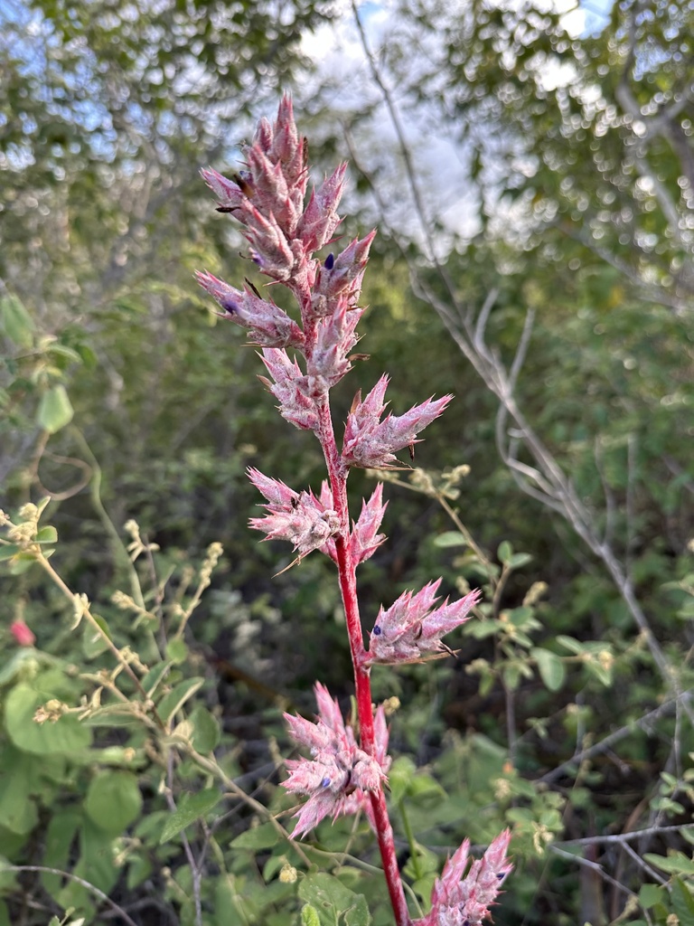H. catingae 'Purple clone' 　ホヘンベルギア H. catingae 'Purple clone' ホヘンベルギア - メルカリ