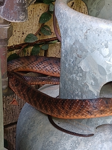 Brown Tree Snake sighting