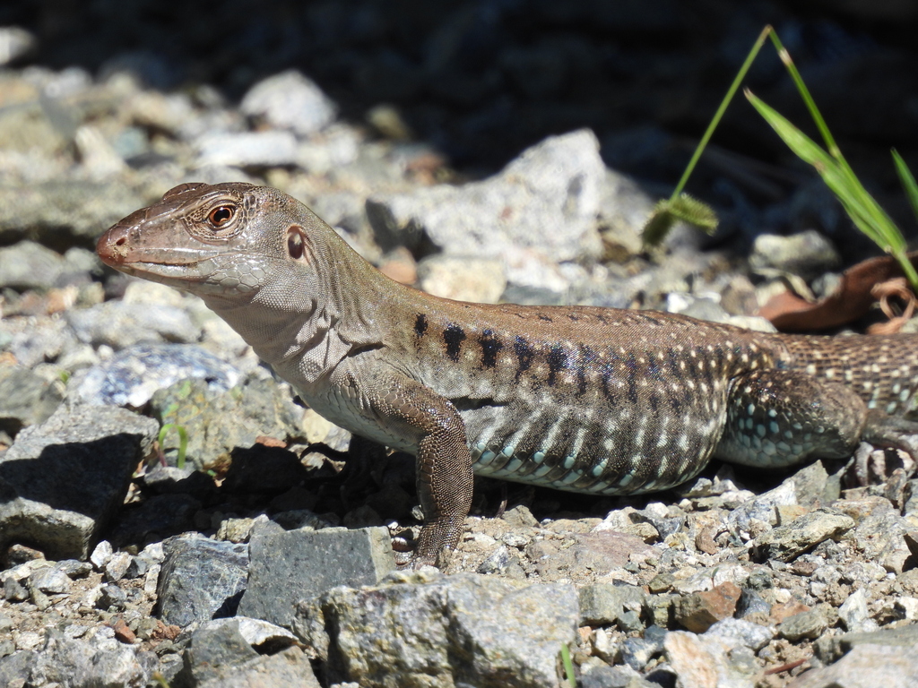 common-puerto-rican-ameiva-from-boquer-n-cabo-rojo-puerto-rico-on