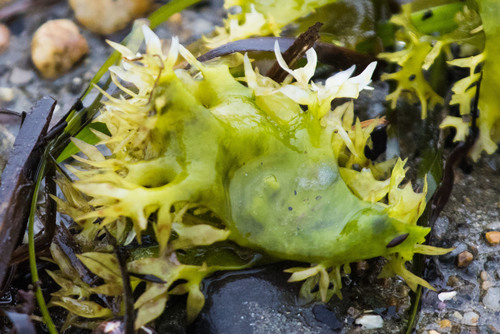 Irish Moss