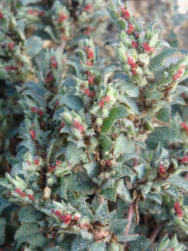 Euphorbia tamaulipasana