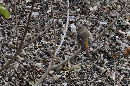 Daurian Redstart