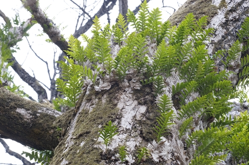 Drynaria roosii