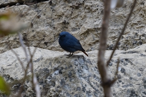 Plumbeous Water Redstart