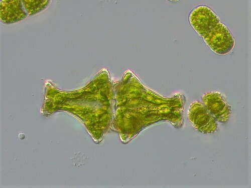 Euastrum insigne