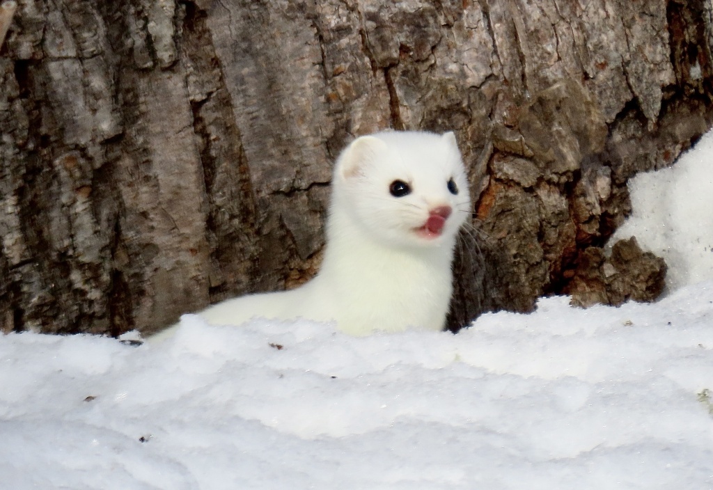 Shorttailed Weasel from Meadowlands, MN, US on January 14, 2023 at 02