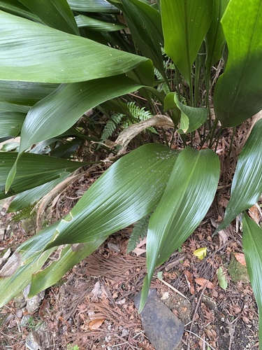 Petit Aspidistra 2