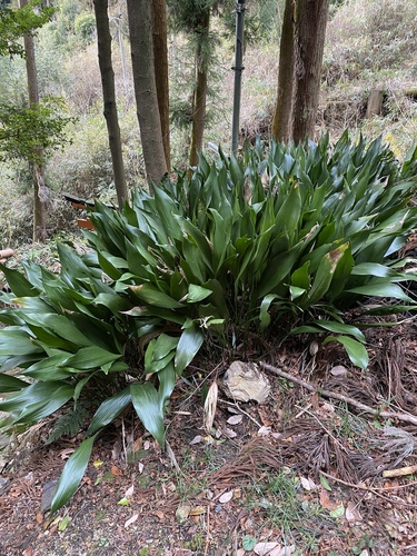 Petit Aspidistra 3