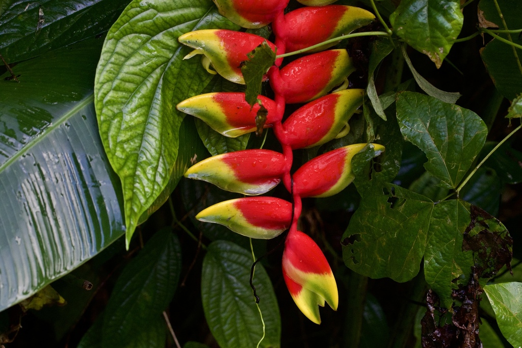 Hanging lobster claw