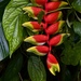 Hanging Lobster Claw Heliconia - Photo (c) Dimitris Salas, all rights reserved, uploaded by Dimitris Salas