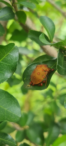 Torrid Jewel Bug