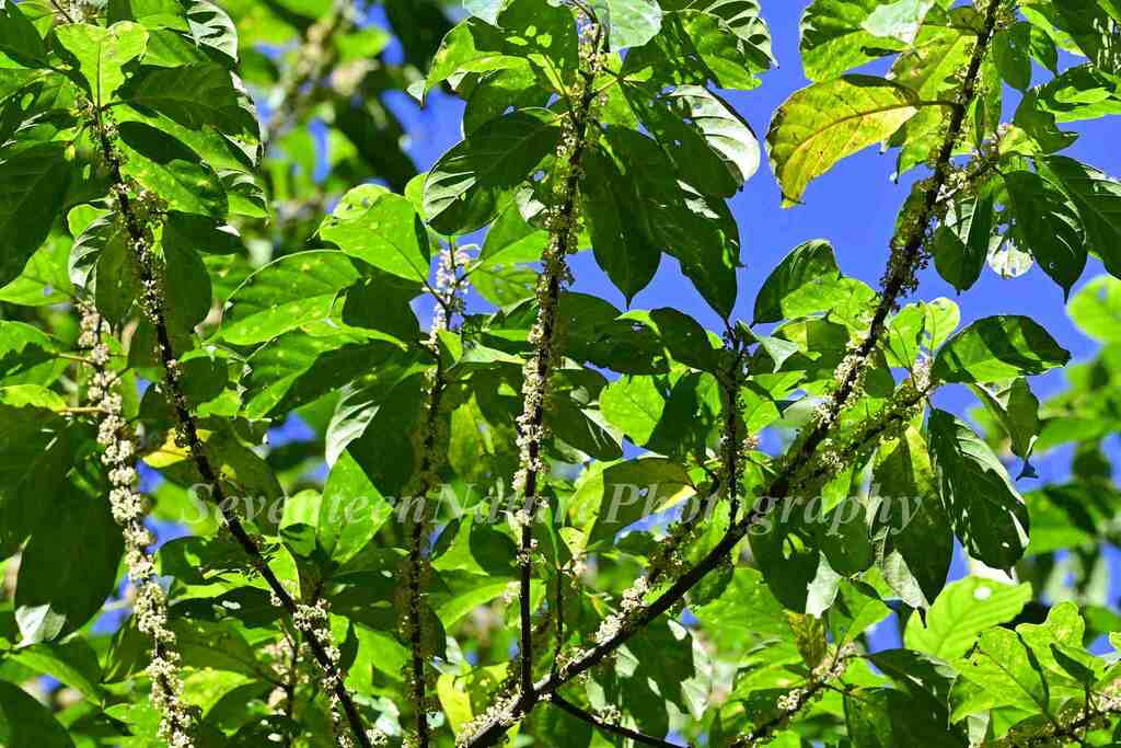Oreocnide rubescens (Oreocnide rubescens)