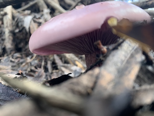 iNaturalist observation photo of Blewit