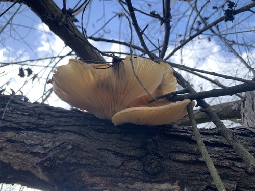 iNaturalist observation photo of Oyster Mushroom